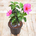 hibiscus - plant