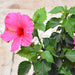 hibiscus - plant