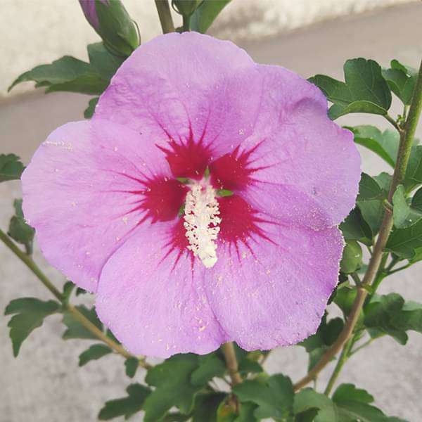 hibiscus - plant