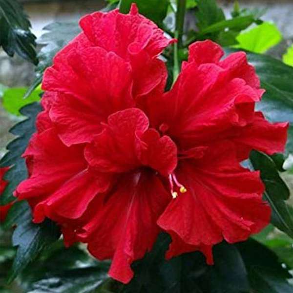 hibiscus - plant