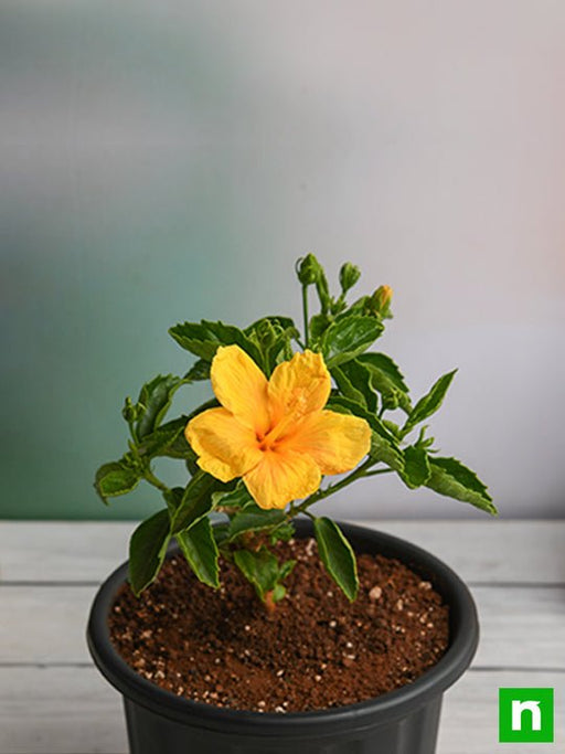 hibiscus - plant