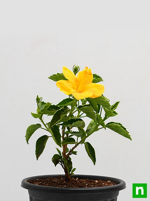 hibiscus - plant