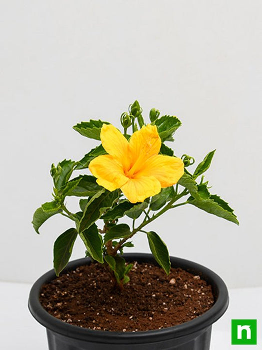 hibiscus - plant