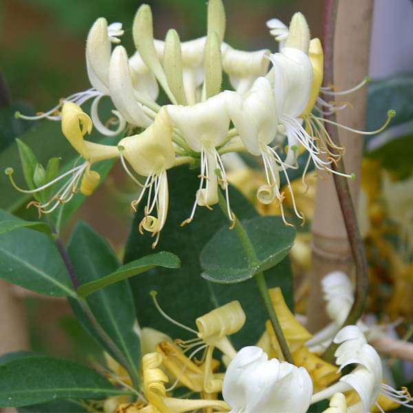 honeysuckle - plant