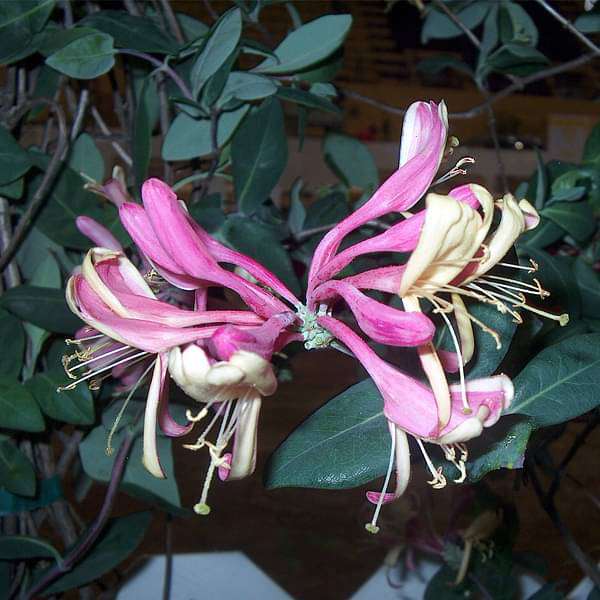 honeysuckle - plant