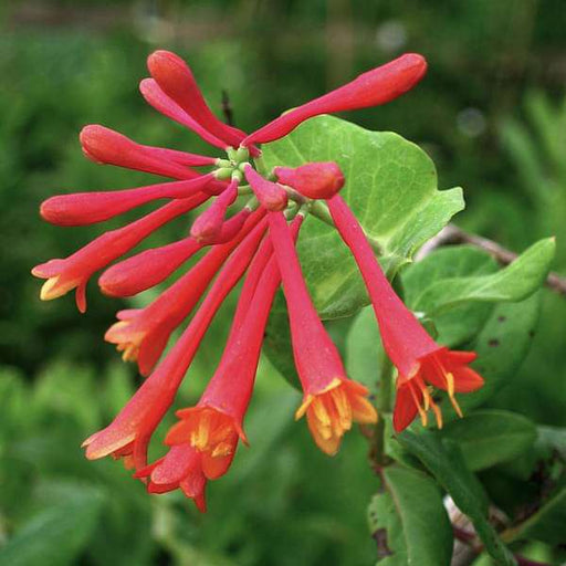 honeysuckle - plant