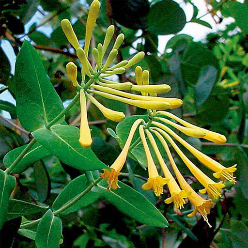 honeysuckle - plant