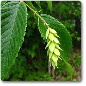 hophornbeam - plant