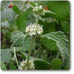 horehound - plant