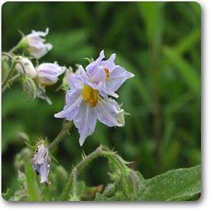 horse nettle - plant