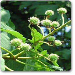 horsechestnut - plant