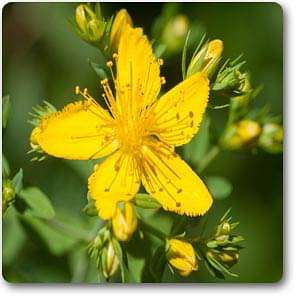 hypericum perforatum - plant