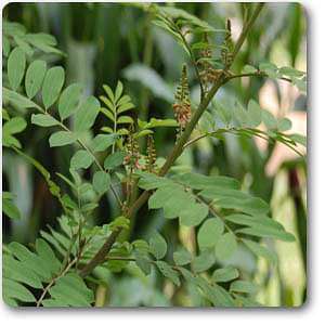 indigofera species - plant