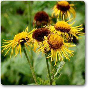 inula helenium - plant