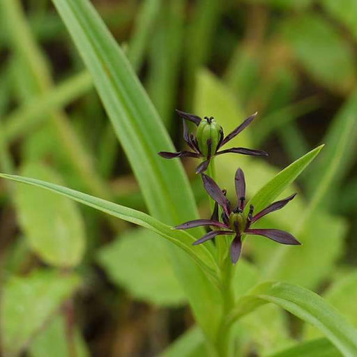 iphigenia - plant