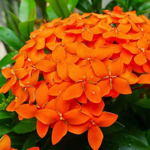 ixora long - plant