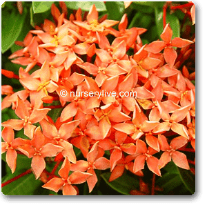 ixora long - plant