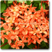 ixora long - plant