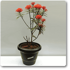 ixora long - plant