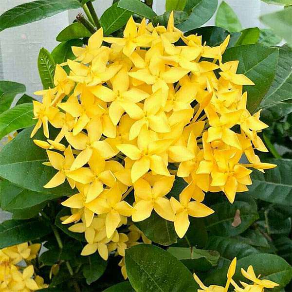 ixora long - plant