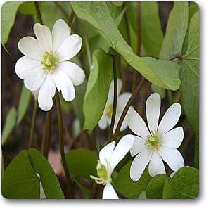 jeffersonia diphylla - plant