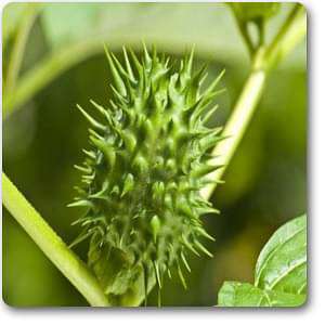 jimson weed - plant