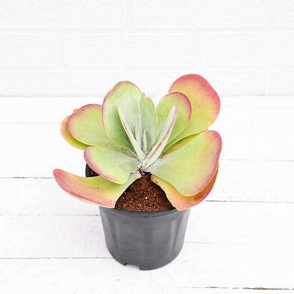 kalanchoe flapjack - plant