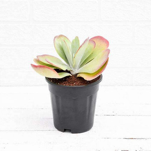 kalanchoe flapjack - plant