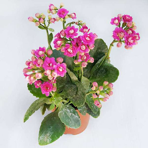 kalanchoe (pink) - plant