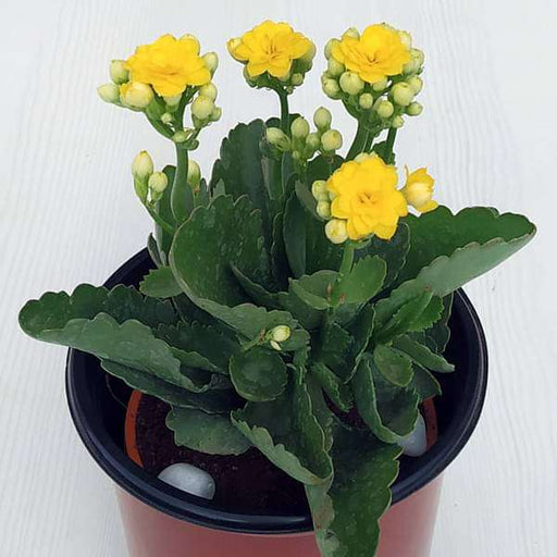 kalanchoe (yellow) - plant