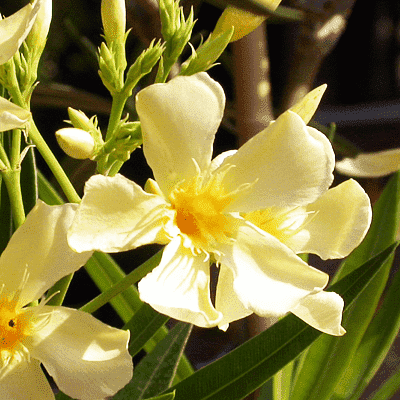 kaner - plant