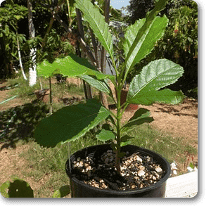 sausage tree - plant