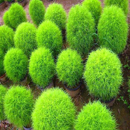 kochia plant - plant