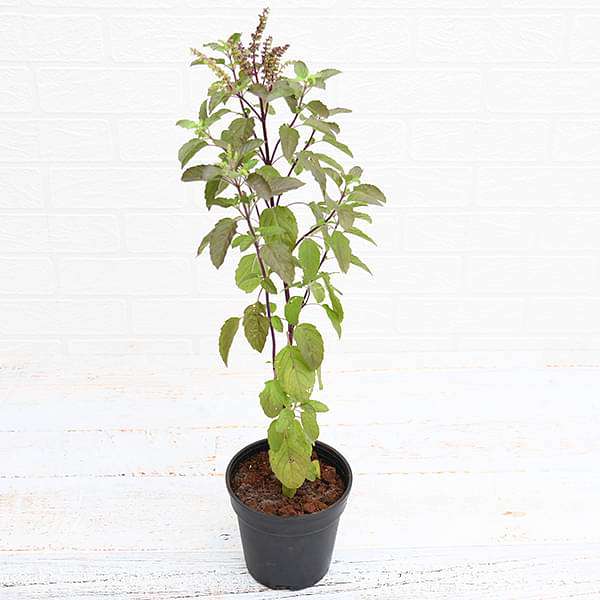 krishna tulsi plant - plant