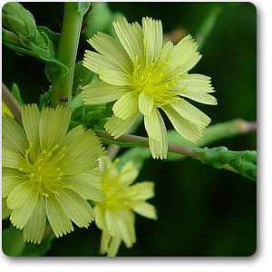 lactuca scariola - plant