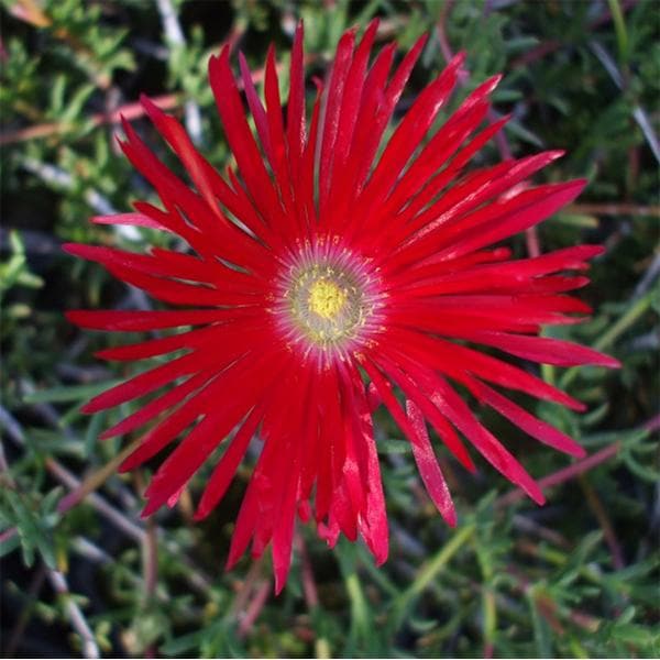 lampranthus - plant