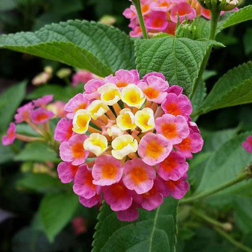 lantana camara (any color) - plant