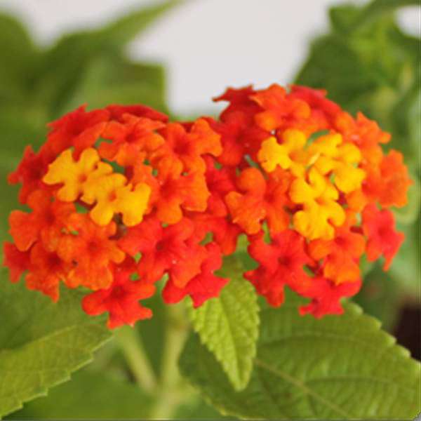 lantana camara (red - plant