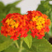 lantana camara (red - plant