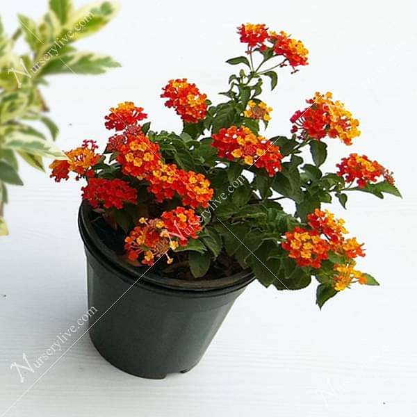 lantana camara (red - plant