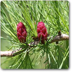 larix laricina - plant