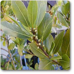 laurus nobilis - plant