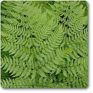 leather woodfern - plant