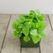 lemon balm - plant