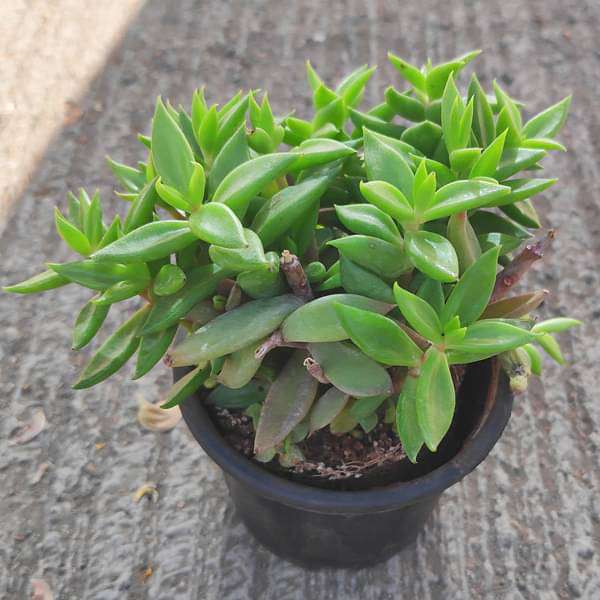 lenophyllum acutifolium - plant