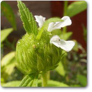 leucas cephalotes - plant