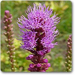 liatris odoratissima - plant