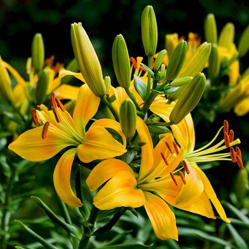 lilium ( mix color ) - plant