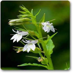 lobelia infata - plant