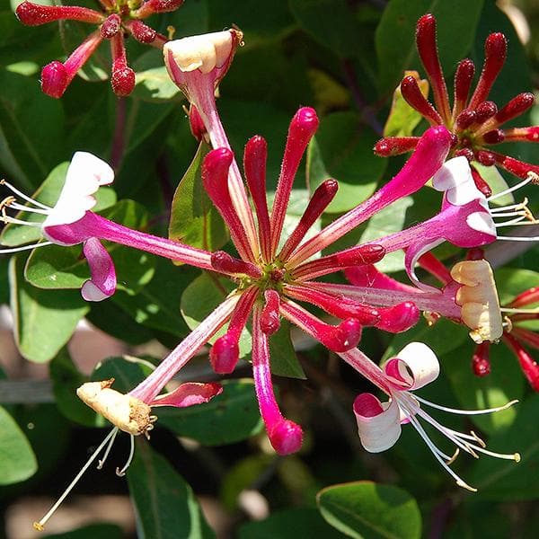 lonicera - plant